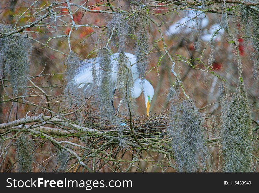 Focus Photo Of White Bird On Nest