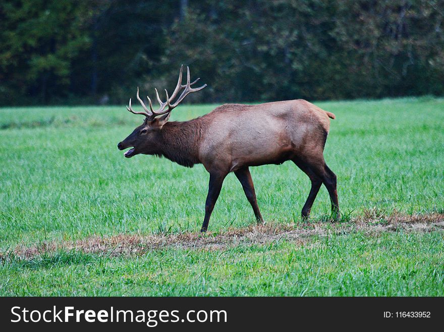 Elk on Green Grass Field