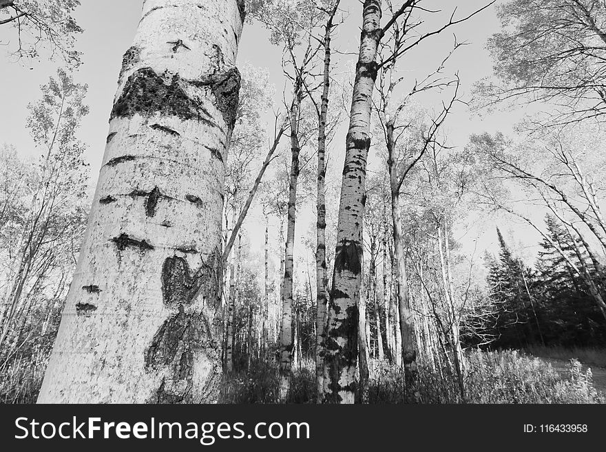 Black and White Forest Photo