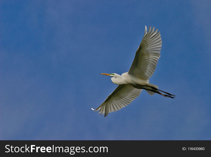 Great Egret Flying Under Blue Sky