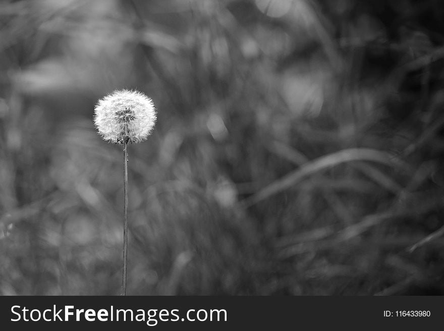 Greyscale Photo of Dandelion Seed