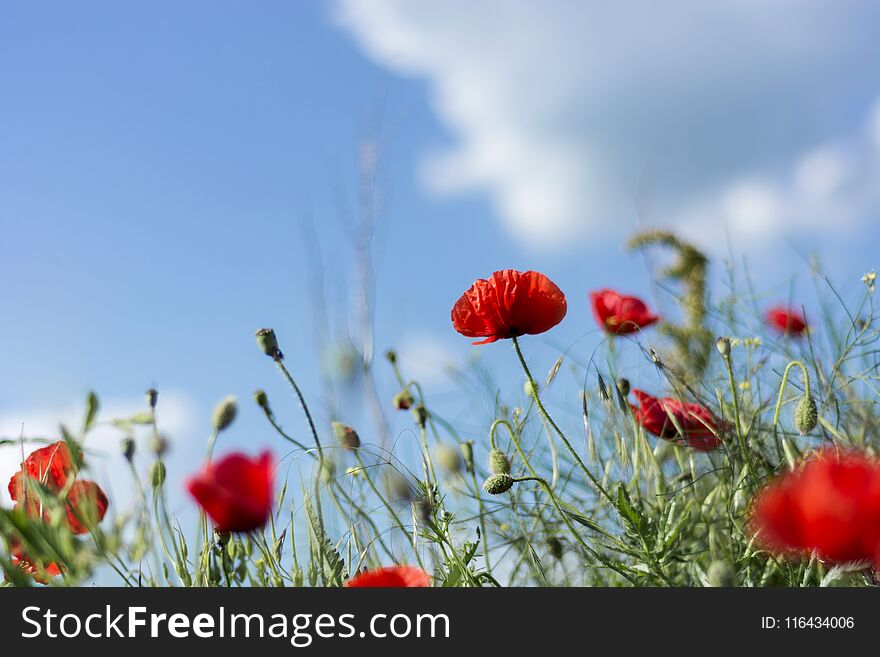 Red Poppy flowers on meadow and cloudy day. Selective focus, close up. Beauty nature concept image