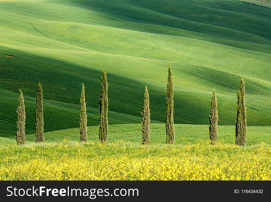 Rolling meadows, wheat fields and cypress trees in tuscan landscape, Tuscany, Italy. Rolling meadows, wheat fields and cypress trees in tuscan landscape, Tuscany, Italy