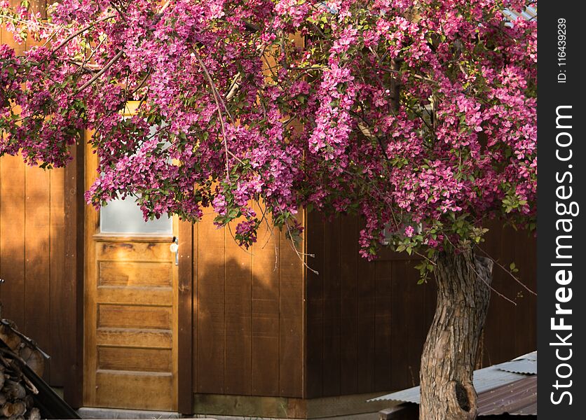 Doorway To Garden Shed And Crab Apple Tree