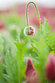 Bud Of A Opium Poppy Stock Photo
