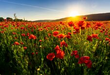 Poppy Flowers Field In Mountains Royalty Free Stock Image