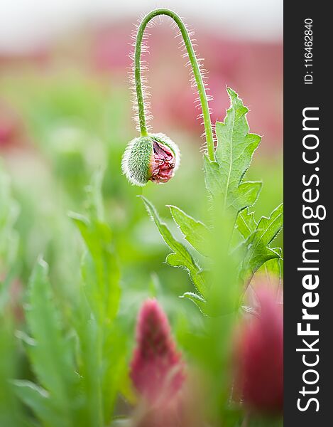 Bud of a opium poppy