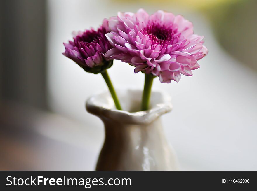 Purple flower or Chrysanthemum or Dendranthemum grandifflora