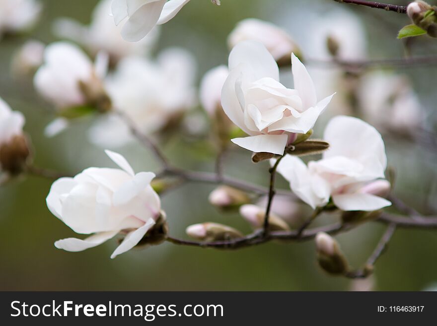 Blossom of magnolia tree with white flowers at spring flowering garden. Blossom of magnolia tree with white flowers at spring flowering garden