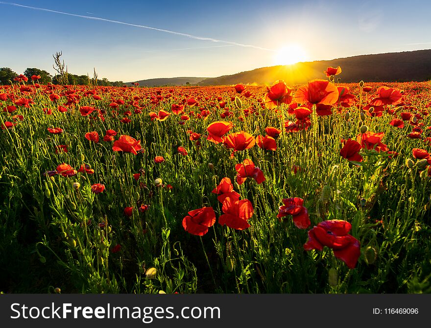 Poppy flowers field in mountains. beautiful summer landscape at sunset