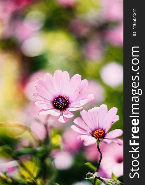 Selective Focus Photography of Pink Osteospermum Flowers