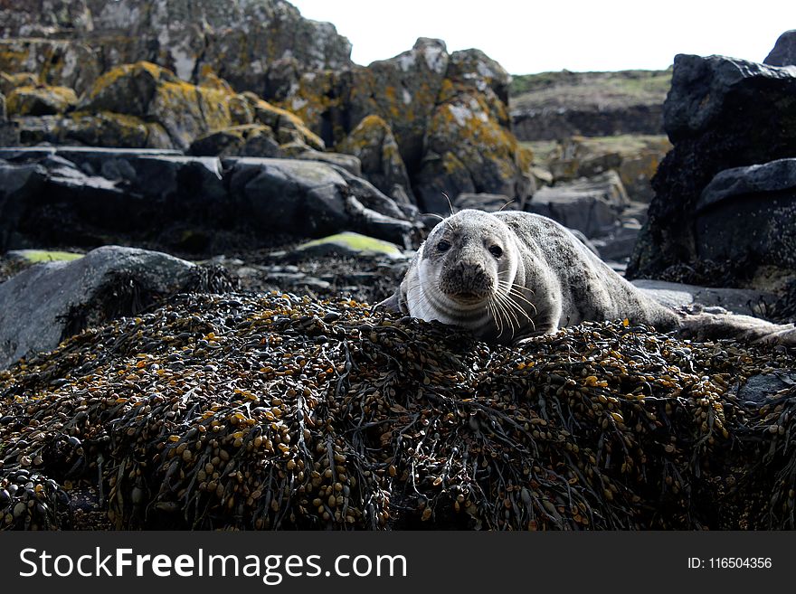 Closeup Photo Of Sea Lion On Brown Rock