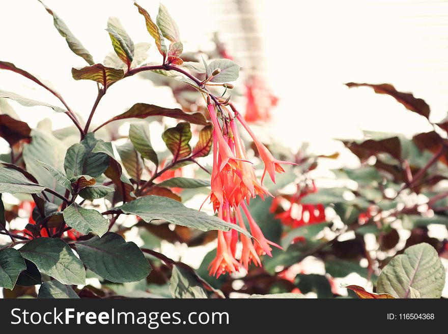 Selective Focus Photo of Orange Honeysuckle Flowers