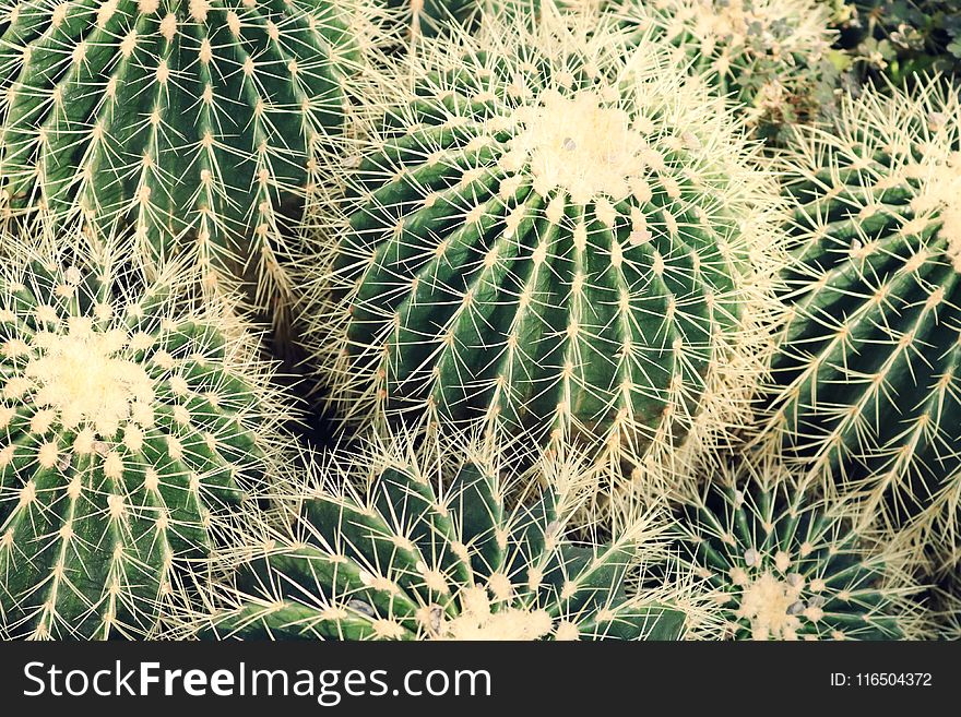 Closeup Photo Of Cactus Plants