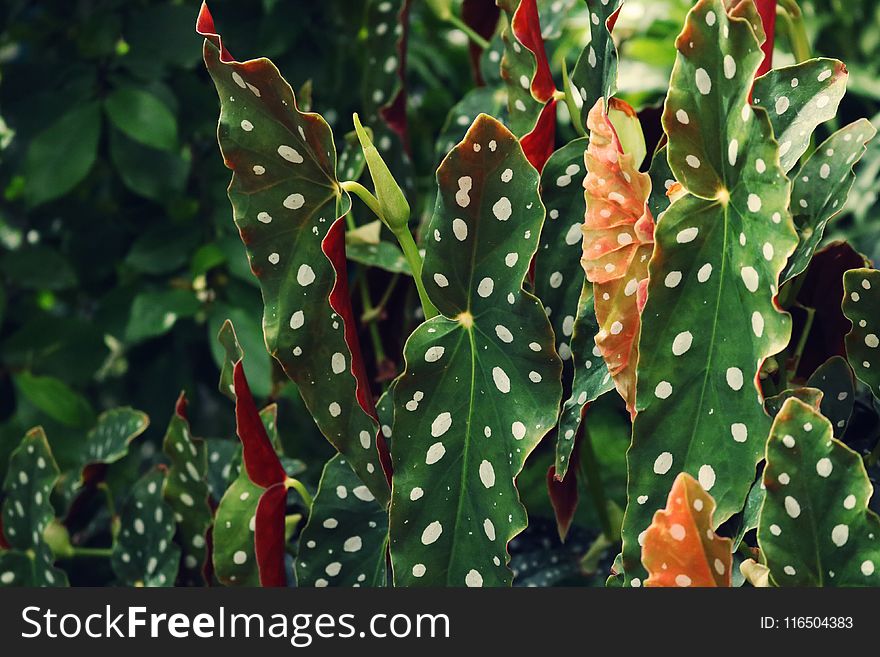 Closeup Photo of Taro Leaf Plant