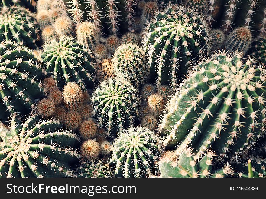 Green Cactus Lot