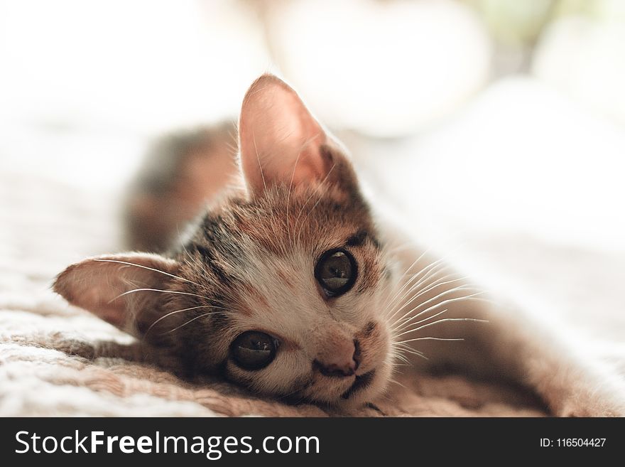 Close-Up Photography of Kitten