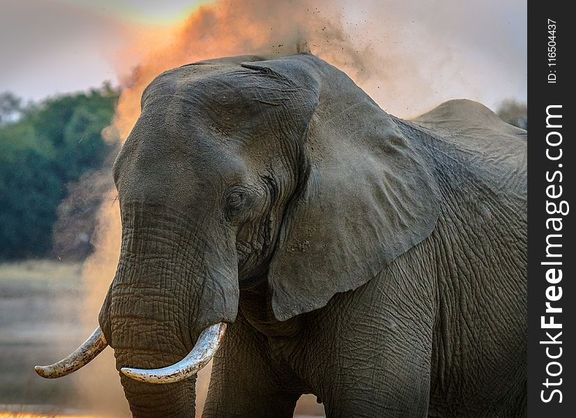 Photo of Elephant
