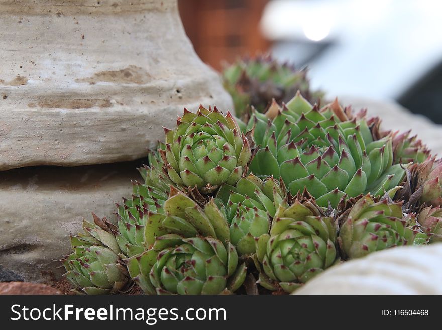 Green Succulent Plant Close-up Photography
