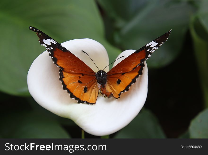 African Monarch Butterfly on White Calla Lily Flower