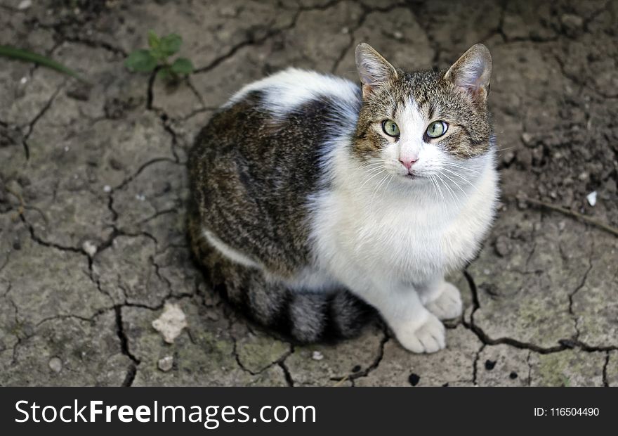 White and Brown Tabby Cat