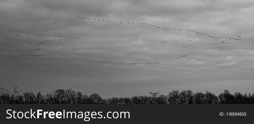 Flock of Flying Bird Formation in Grayscale Photography