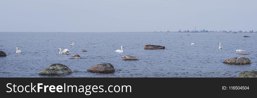 Avian, Beach, Birds