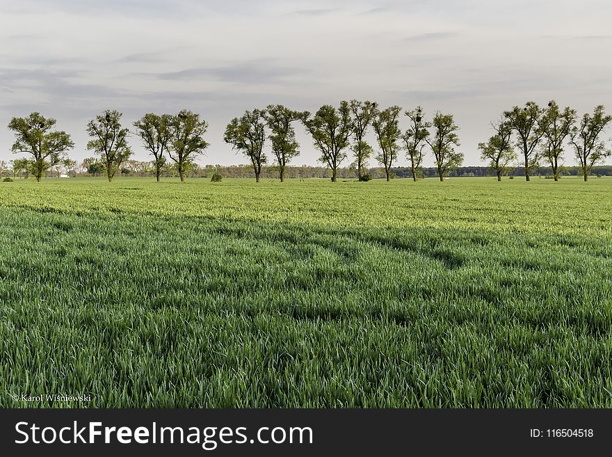 Green Tress And Green Grasses