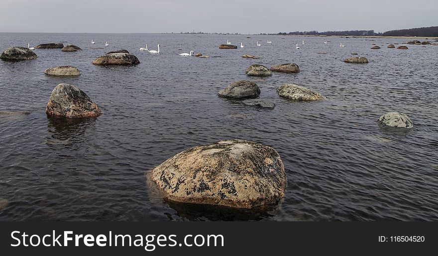 Flock of White Swans on Body of Water