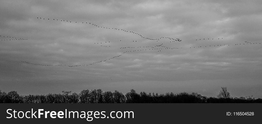 Silhouette of Flock of Birds Flying Under White Clouds