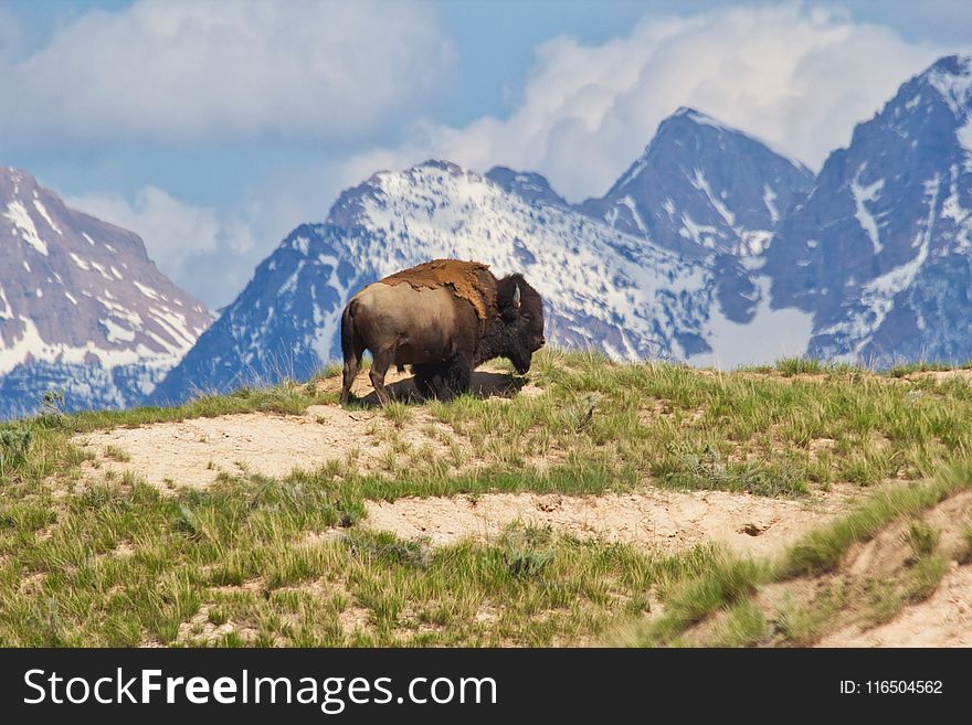 Brown Bison On Top Of Brown Mountain With Green Grass Field