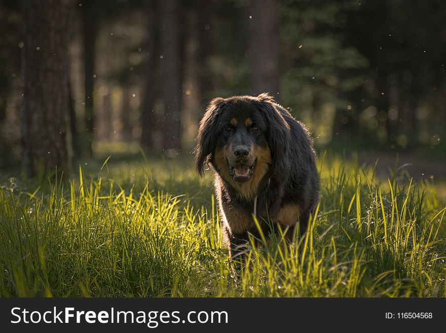 Brown Dog Walking Through Grass