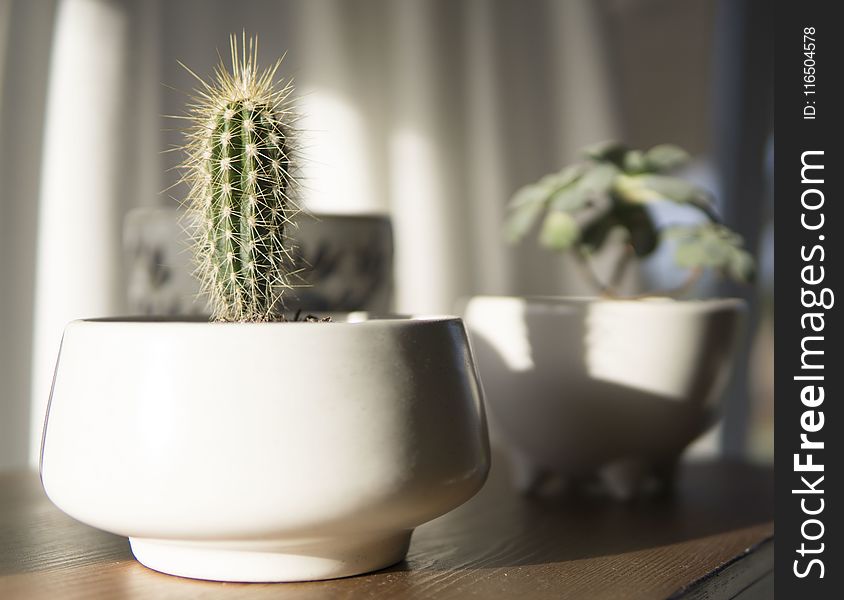 White Potted Cactus Plant in Closeup Photo