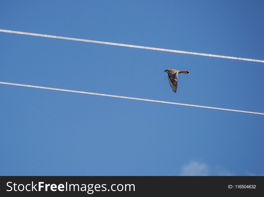 Red-tailed Hawk Flying Under Blue Sky