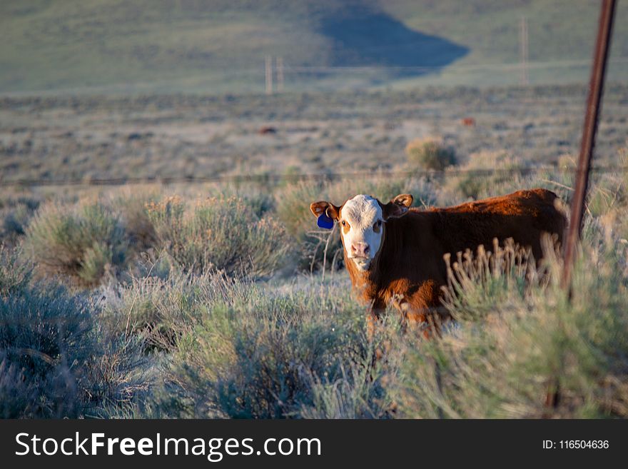 White and Brown Cow on Green Grass