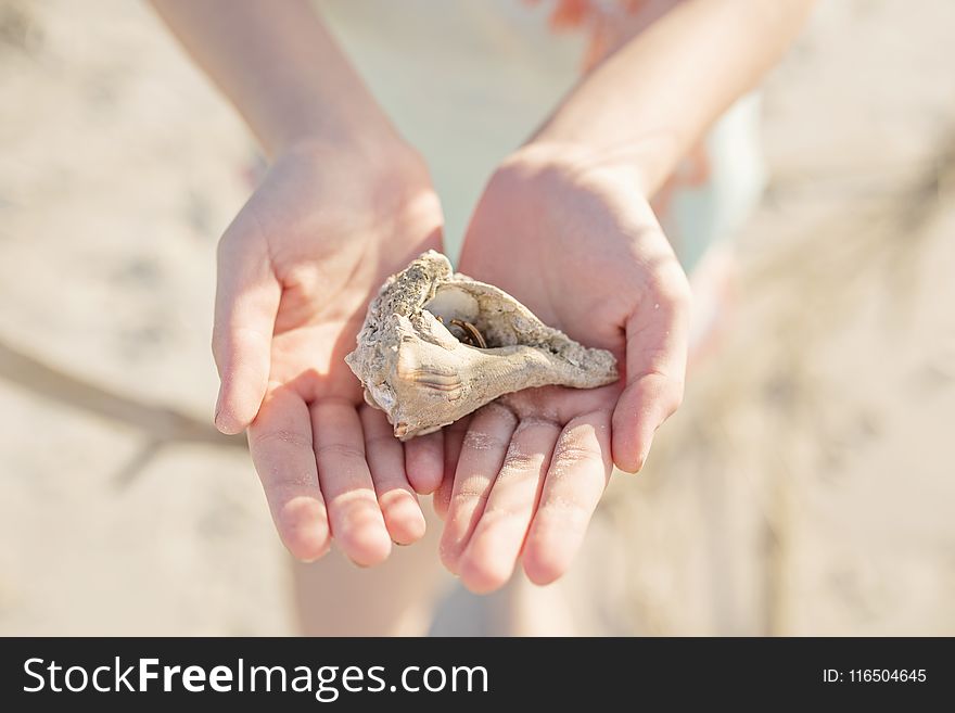 Photo of Person Holding Seashell