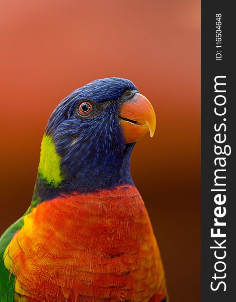 Close-up Photography of Blue, Orange, and Green Parrot