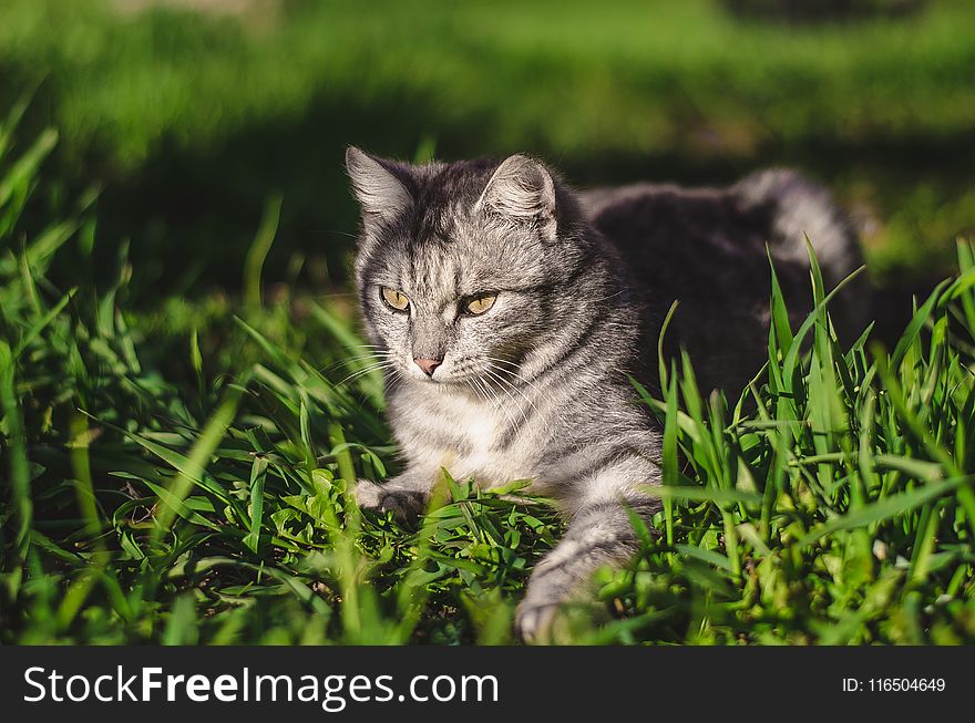 Focal Focus Photography of Silver Tabby Cat Lying on Green Grass Field