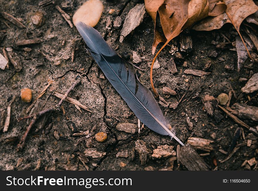 Black Feather Surrounded by Dried Leaves