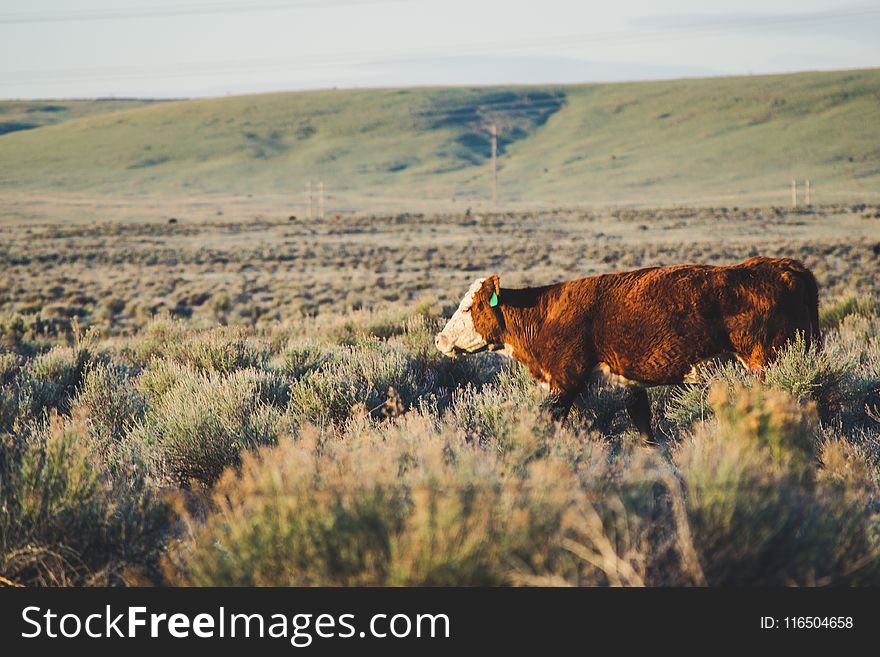 Brown and White Cattle in the Middle of Grassland