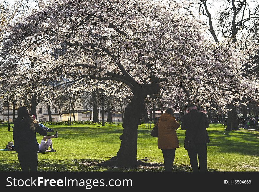 People Under White Flower Tree Photo Taken