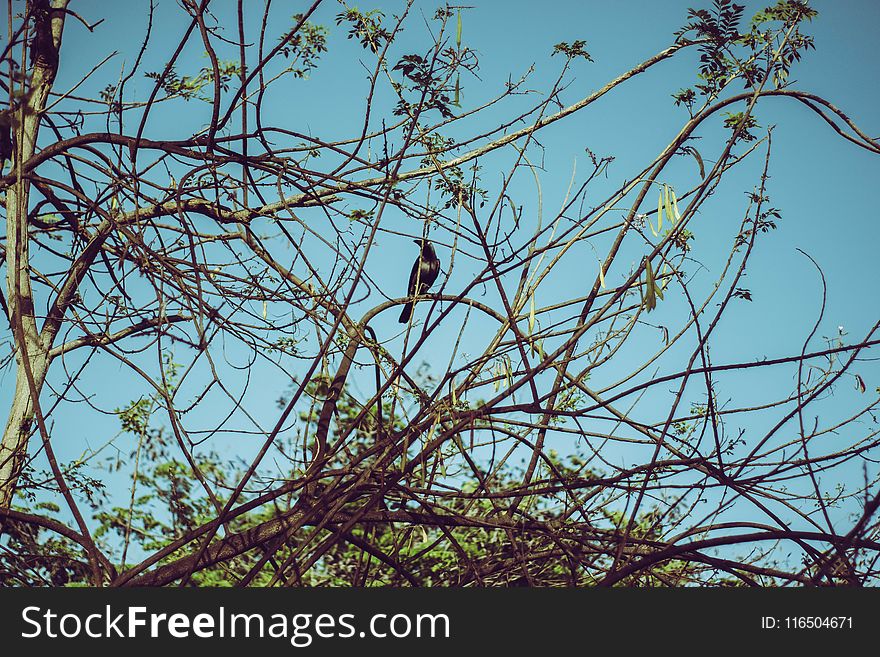 Crow on Tree Branch