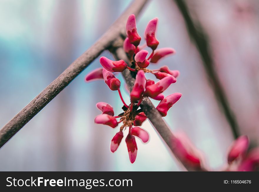 Selective Focus Photography Of Red Petaled Flower