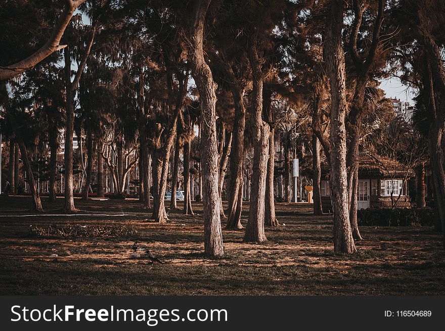 Gazebo Near Trees