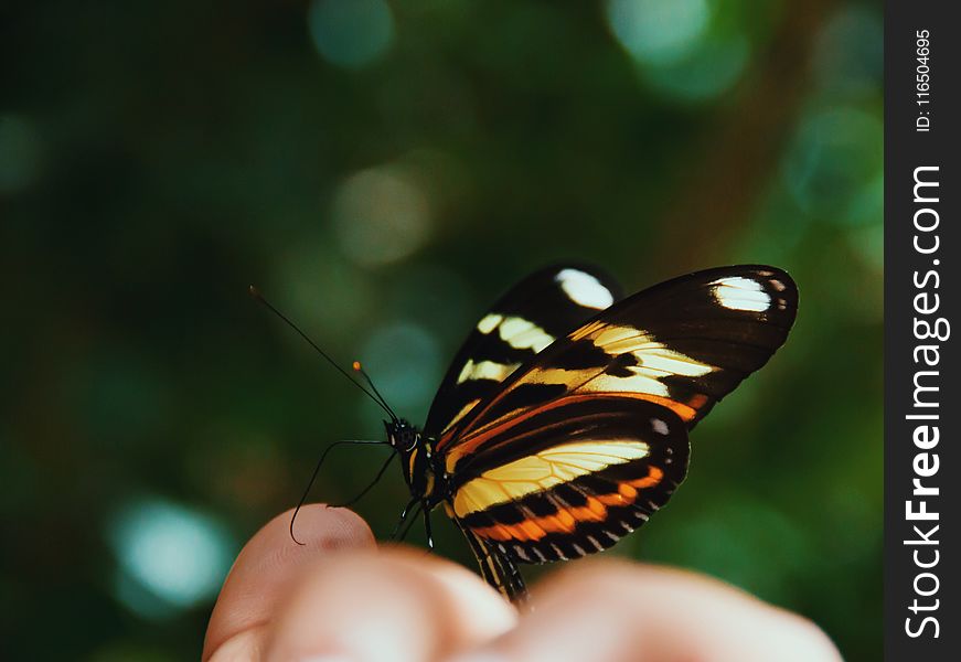 Macro Photography of Beige, Orange, White, and Black Butterfly on Human Hand