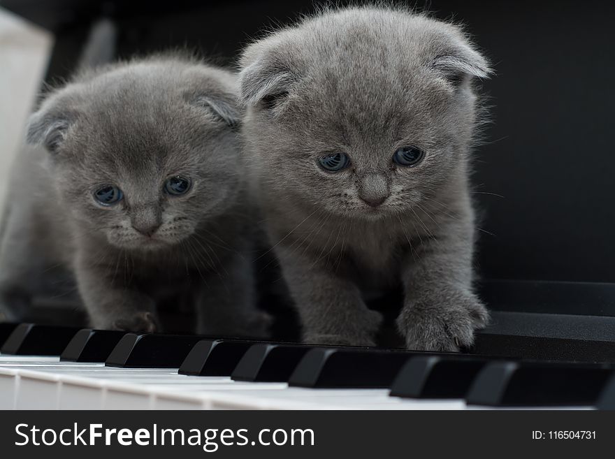 Two Gray Persian Kittens on Black Keyboard