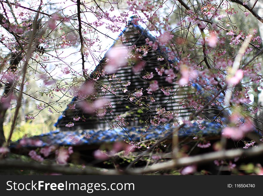 Pink Sakura Flowers Beside House