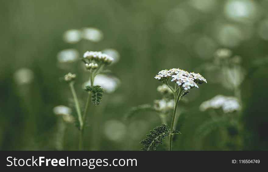 White Clustered Flower on Selective Focus Photography