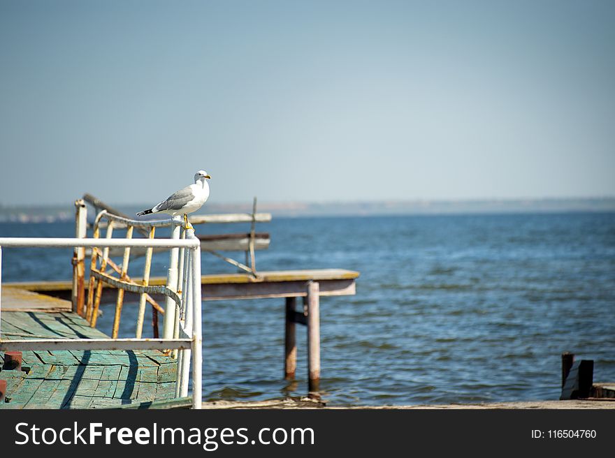 White Bird On Rail