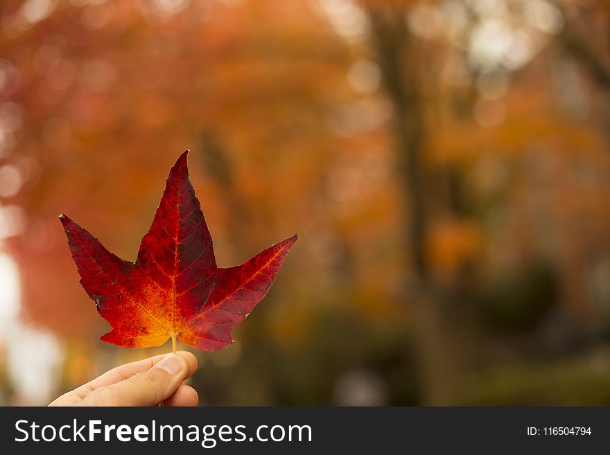 Selective-focus Photography Of Person Holding Red Maple Leaf